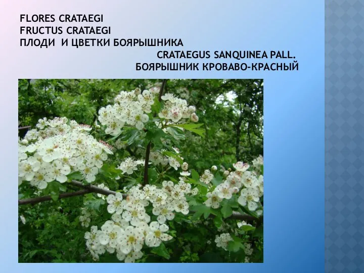 FLORES CRATAEGI FRUCTUS CRATAEGI ПЛОДИ И ЦВЕТКИ БОЯРЫШНИКА CRATAEGUS SANQUINEA PALL. БОЯРЫШНИК КРОВАВО-КРАСНЫЙ