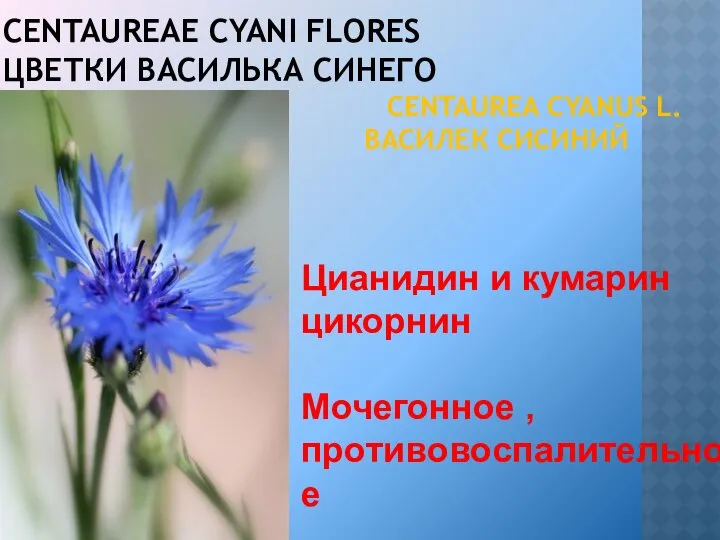 CENTAUREAE CYANI FLORES ЦВЕТКИ ВАСИЛЬКА СИНЕГО CENTAUREA CYANUS L. ВАСИЛЕК СИСИНИЙ