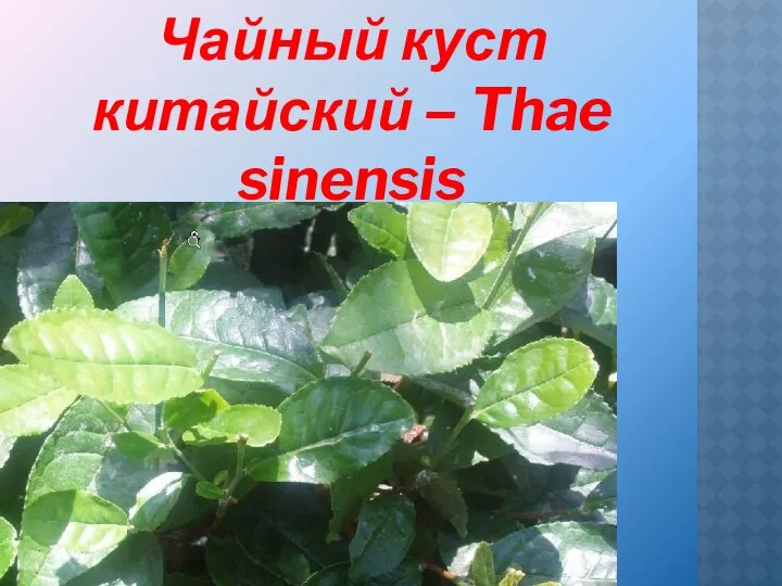 Чайный куст китайский – Thae sinensis