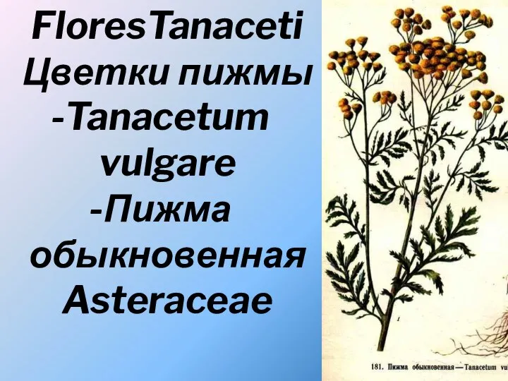 FloresTanaceti Цветки пижмы Tanacetum vulgare Пижма обыкновенная Asteraceae