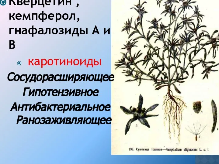 Кверцетин , кемпферол, гнафалозиды А и В каротиноиды Сосудорасширяющее Гипотензивное Антибактериальное Ранозаживляющее