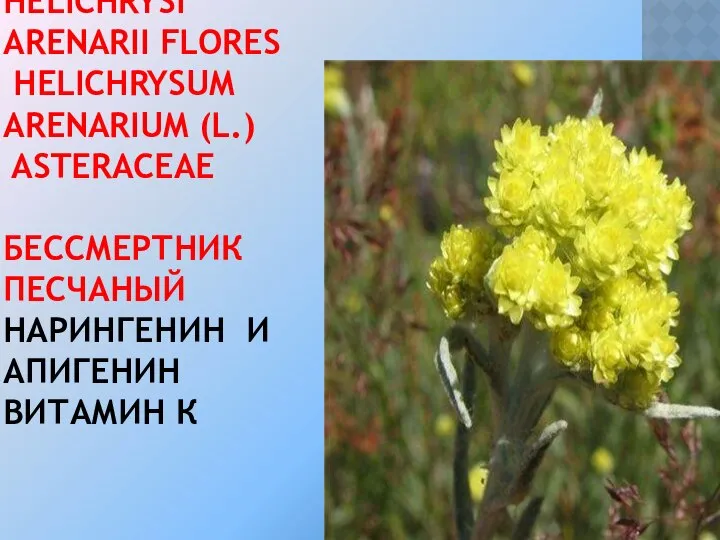 HELICHRYSI ARENARII FLORES HELICHRYSUM ARENARIUM (L.) ASTERACEAE БЕССМЕРТНИК ПЕСЧАНЫЙ НАРИНГЕНИН И АПИГЕНИН ВИТАМИН К