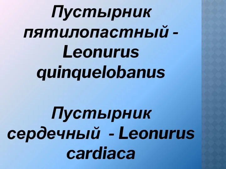 Пустырник пятилопастный - Leonurus quinquelobanus Пустырник сердечный - Leonurus cardiaca