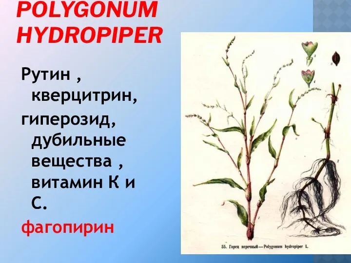 ГОРЕЦ ПЕРЕЧНЫЙ - POLYGONUM HYDROPIPER Рутин , кверцитрин, гиперозид, дубильные вещества