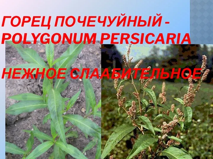 ГОРЕЦ ПОЧЕЧУЙНЫЙ - POLYGONUM PERSICARIA НЕЖНОЕ СЛААБИТЕЛЬНОЕ