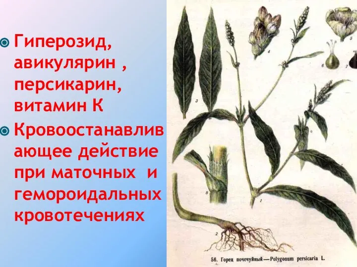 Гиперозид, авикулярин , персикарин, витамин К Кровоостанавливающее действие при маточных и гемороидальных кровотечениях