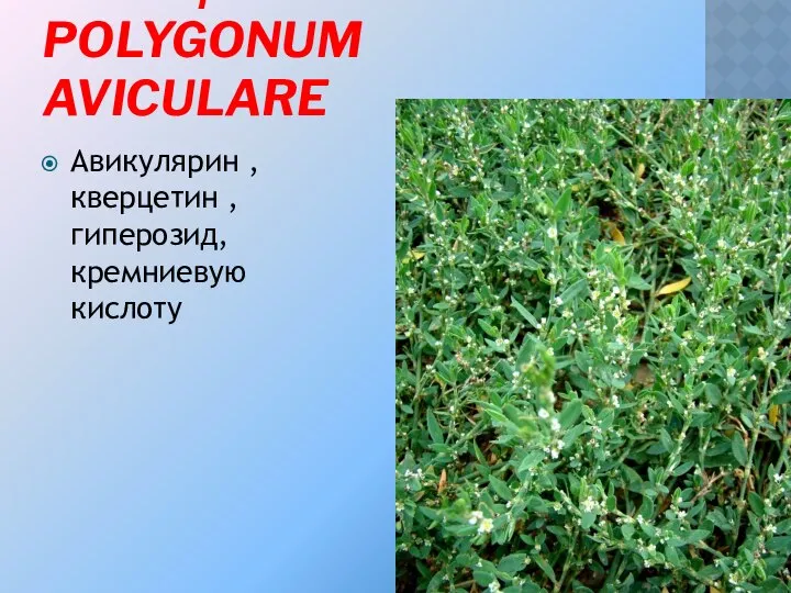 ГОРЕЦ ПТИЧИЙ - POLYGONUM AVICULARE Авикулярин , кверцетин , гиперозид, кремниевую кислоту