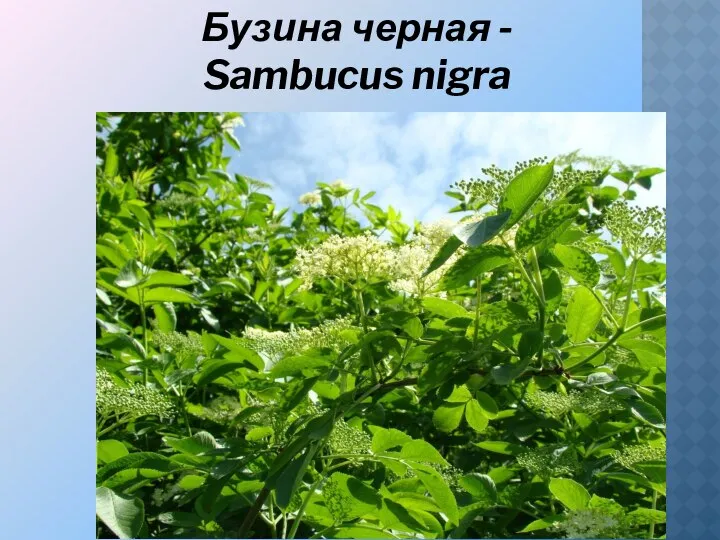 Бузина черная - Sambucus nigra