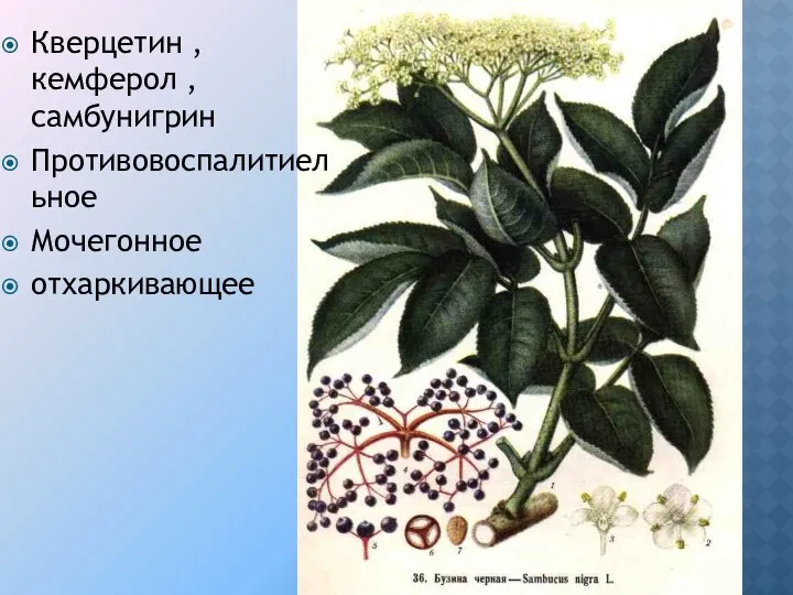 Кверцетин , кемферол , самбунигрин Противовоспалитиельное Мочегонное отхаркивающее