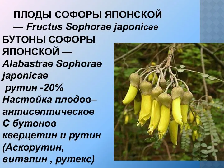 ПЛОДЫ СОФОРЫ ЯПОНСКОЙ — Fructus Sophorae japonicae БУТОНЫ СОФОРЫ ЯПОНСКОЙ —