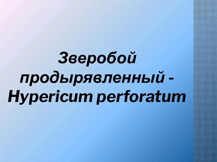 Зверобой продырявленный - Hypericum perforatum