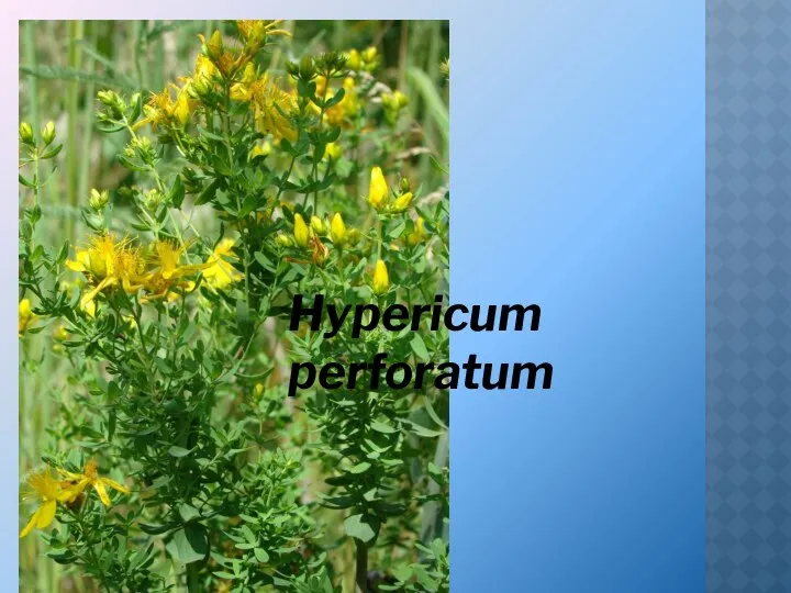 Hypericum perforatum