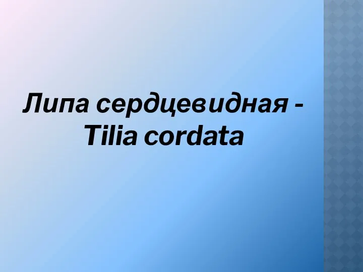 Липа сердцевидная - Tilia cordata