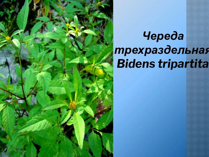 Череда трехраздельная Bidens tripartita