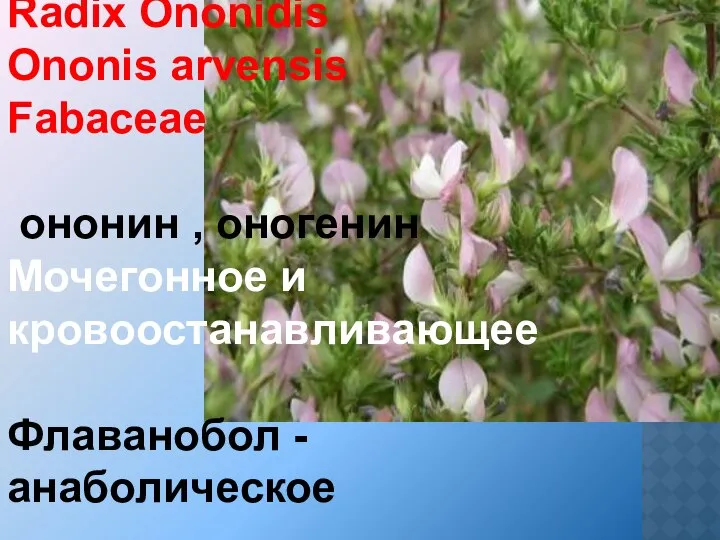 Radix Ononidis Ononis arvensis Fabaceae ононин , оногенин Мочегонное и кровоостанавливающее Флаванобол - анаболическое