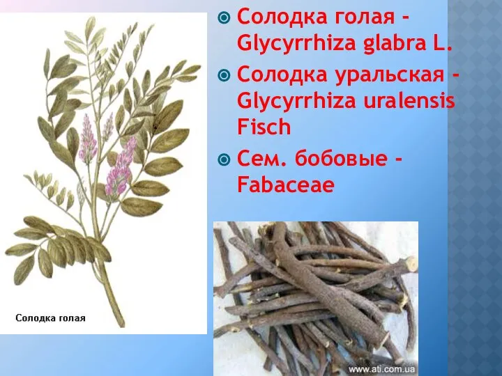 Солодка голая - Glycyrrhiza glabra L. Солодка уральская - Glycyrrhiza uralensis Fisch Сем. бобовые - Fabaceae