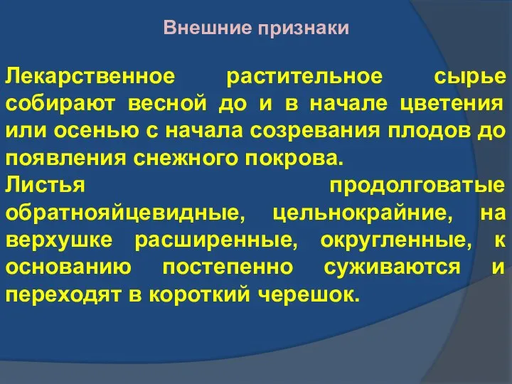 Внешние признаки Лекарственное растительное сырье собирают весной до и в начале