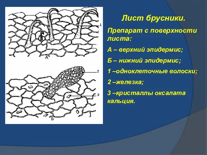 Лист брусники. Препарат с поверхности листа: А – верхний эпидермис; Б