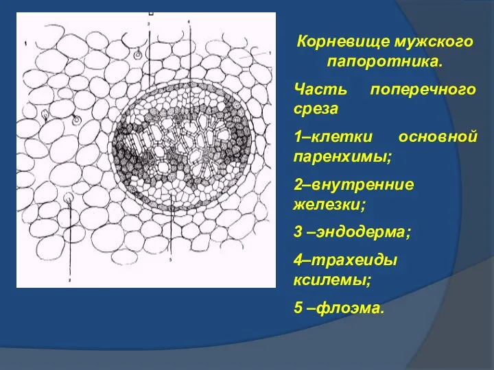 Корневище мужского папоротника. Часть поперечного среза 1–клетки основной паренхимы; 2–внутренние железки;