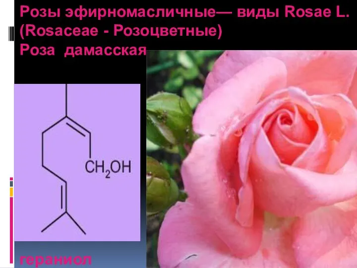 Розы эфирномасличные— виды Rosae L. (Rosaceae - Розоцветные) Роза дамасская гераниол