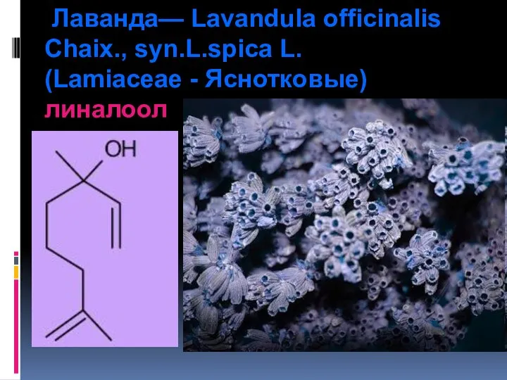 Лаванда— Lavandula officinalis Chaix., syn.L.spica L. (Lamiaceae - Яснотковые) линалоол