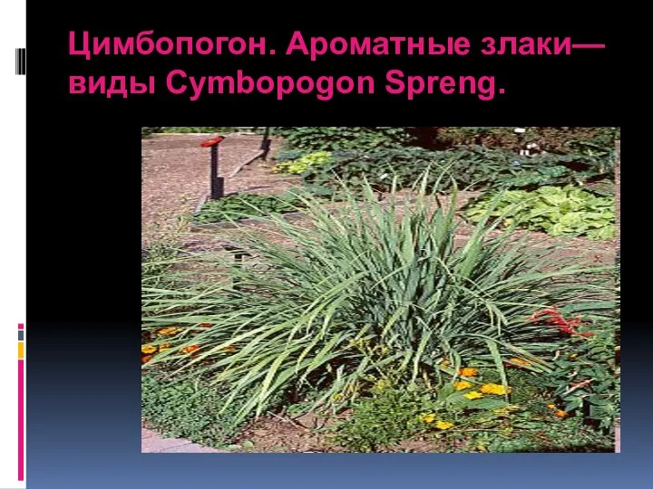 Цимбопогон. Ароматные злаки—виды Cymbopogon Spreng.