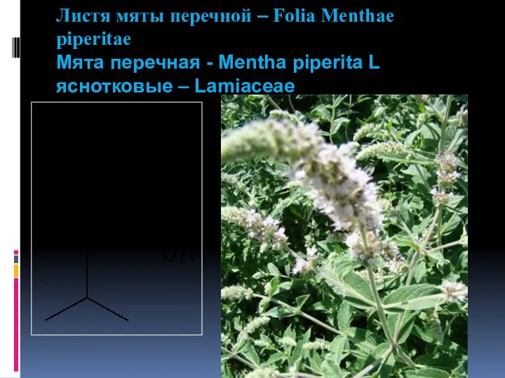 Листя мяты перечной – Folia Menthae piperitae Мята перечная - Mentha piperita L яснотковые – Lamiaceae