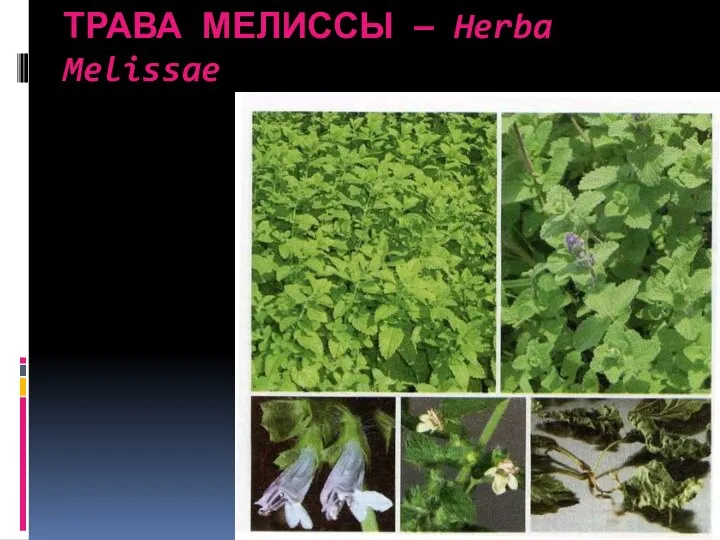 ТРАВА МЕЛИССЫ — Herba Melissae