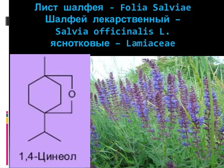 Лист шалфея - Folia Salviae Шалфей лекарственный – Salvia officinalis L. яснотковые – Lamiaceae