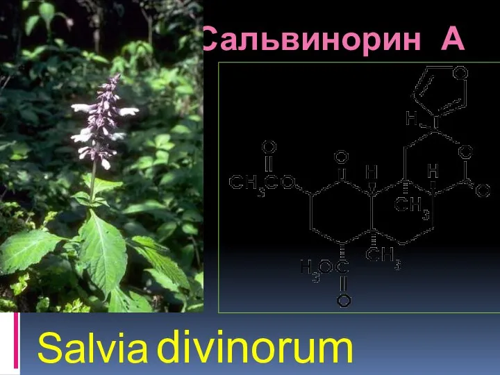 Сальвинорин А Salvia divinorum