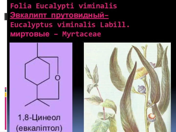 Folia Eucalypti viminalis Эвкалипт прутовидный– Eucalyptus viminalis Labill. миртовые – Myrtaceae