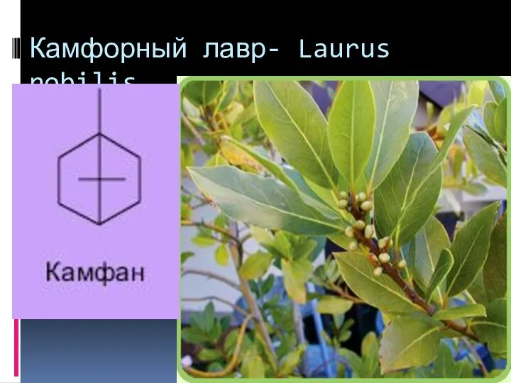 Камфорный лавр- Laurus nobilis