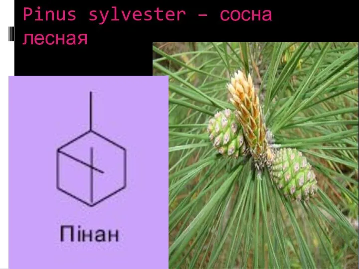 Pinus sylvester – сосна лесная