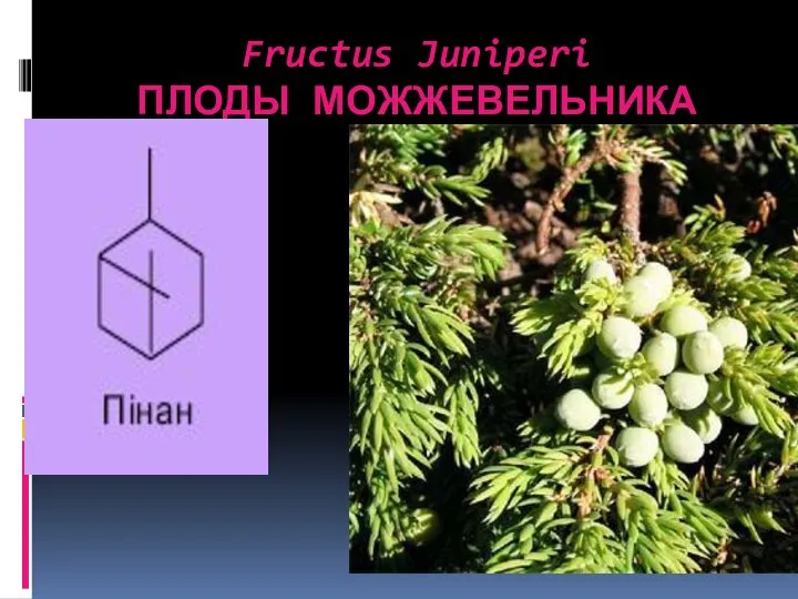 Fructus Juniperi ПЛОДЫ МОЖЖЕВЕЛЬНИКА