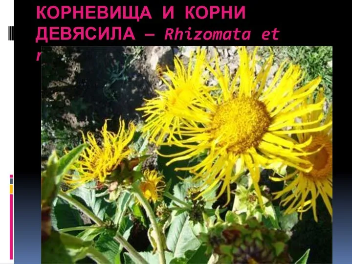 КОРНЕВИЩА И КОРНИ ДЕВЯСИЛА — Rhizomata et radices Inulae