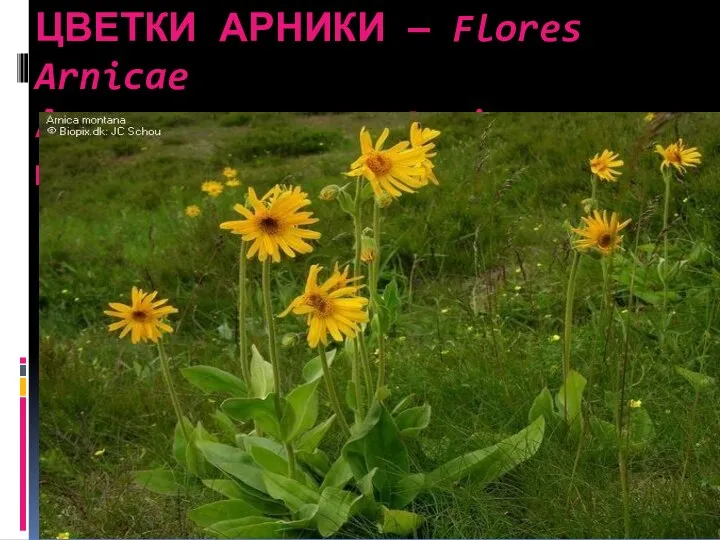 ЦВЕТКИ АРНИКИ — Flores Arnicae Арника горная – Arnica montana