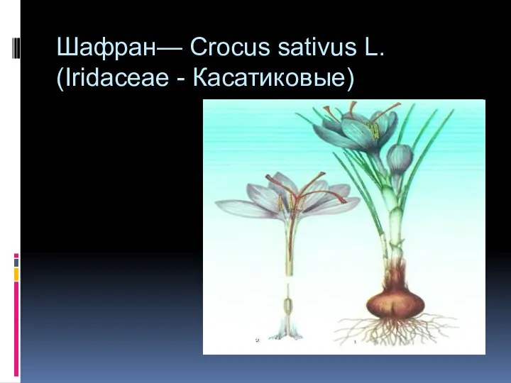 Шафран— Crocus sativus L. (Iridaceae - Касатиковые)