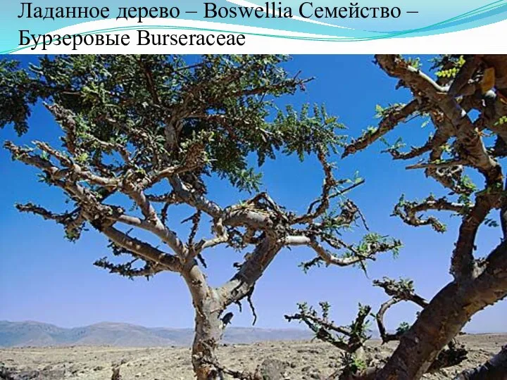 Ладанное дерево – Boswellia Семейство – Бурзеровые Burseraceae