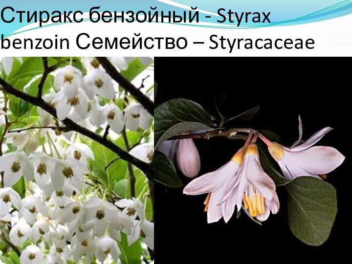 Стиракс бензойный - Styrax benzoin Семейство – Styracaceae