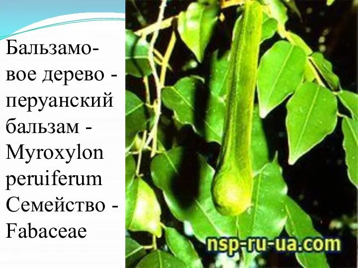 Бальзамо-вое дерево - перуанский бальзам - Myroxylon peruiferum Семейство - Fabaceae