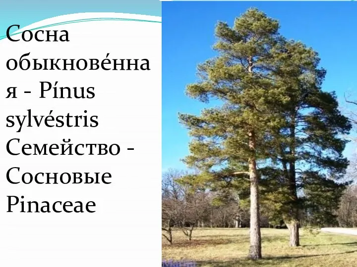 Сосна обыкнове́нная - Pínus sylvéstris Семейство -Сосновые Pinaceae
