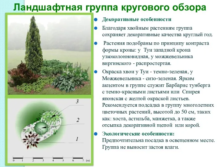 Декоративные особенности Благодаря хвойным растениям группа сохраняет декоративные качества круглый год.