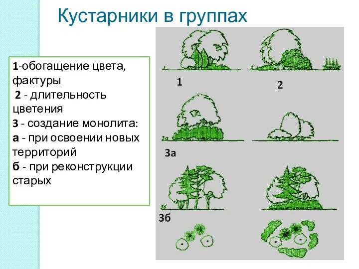 Кустарники в группах 1-обогащение цвета, фактуры 2 - длительность цветения 3