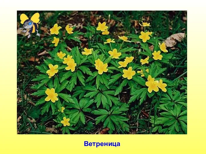 Ветреница Ветреница.