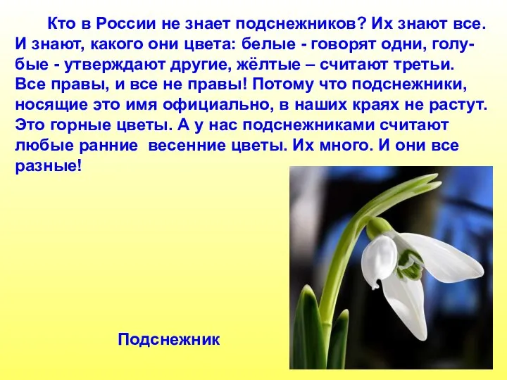 Кто в России не знает подснежников? Их знают все. И знают,