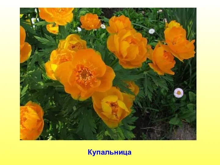 Купальница Купальница.