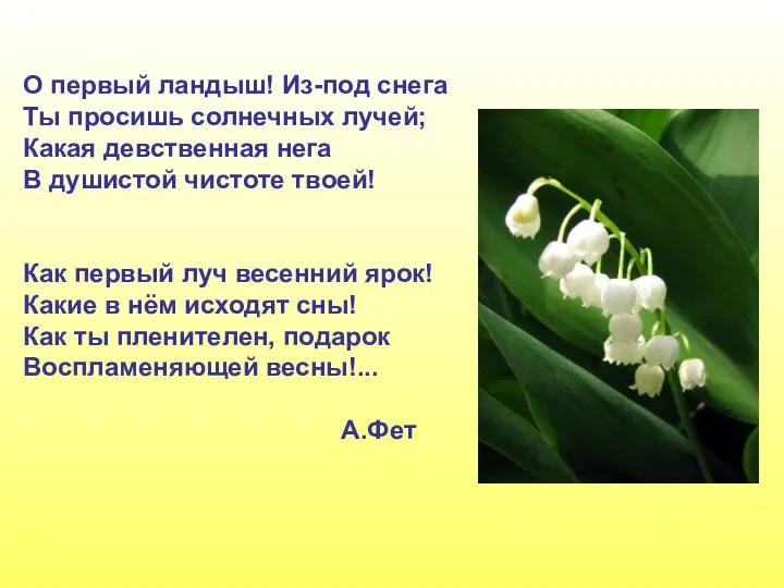 О первый ландыш! Из-под снега Ты просишь солнечных лучей; Какая девственная