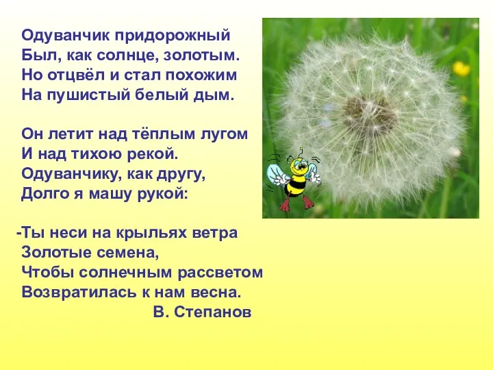 Одуванчик придорожный Был, как солнце, золотым. Но отцвёл и стал похожим