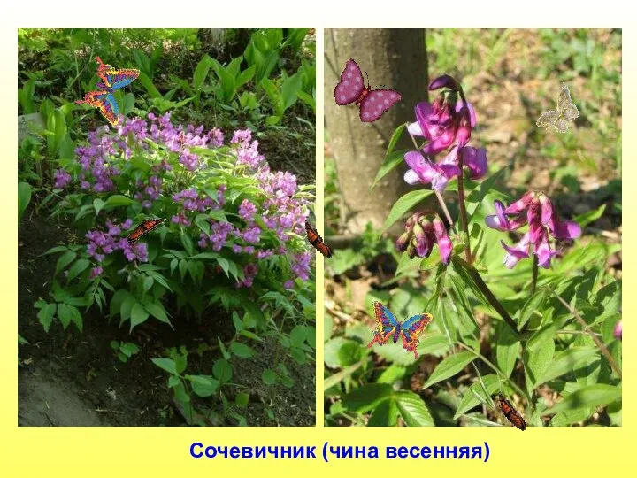 Сочевичник (чина весенняя) Сочевичник (чина весенняя).