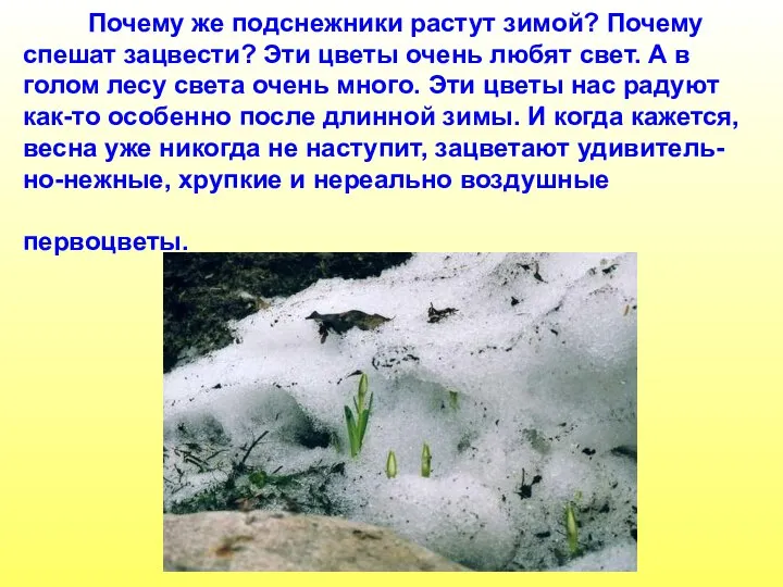 Почему же подснежники растут зимой? Почему спешат зацвести? Эти цветы очень